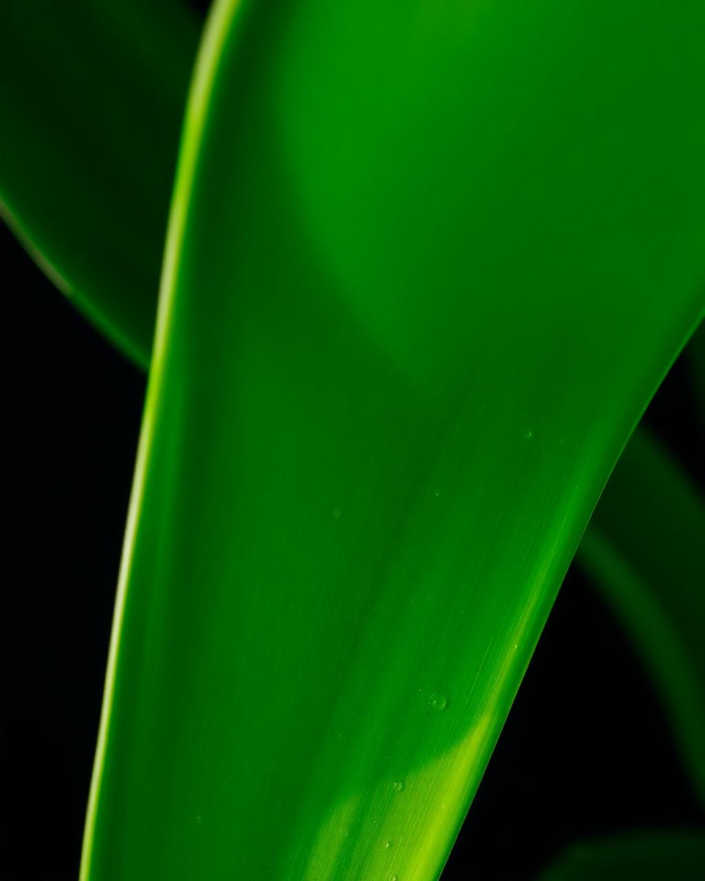 Flora